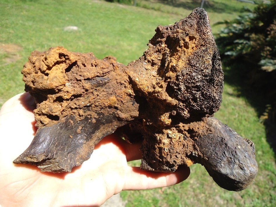Large image 3 Section of Pleistocene Matrix with Two Mastodon Bones