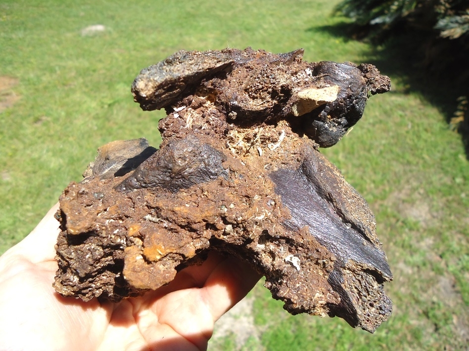 Large image 4 Section of Pleistocene Matrix with Two Mastodon Bones