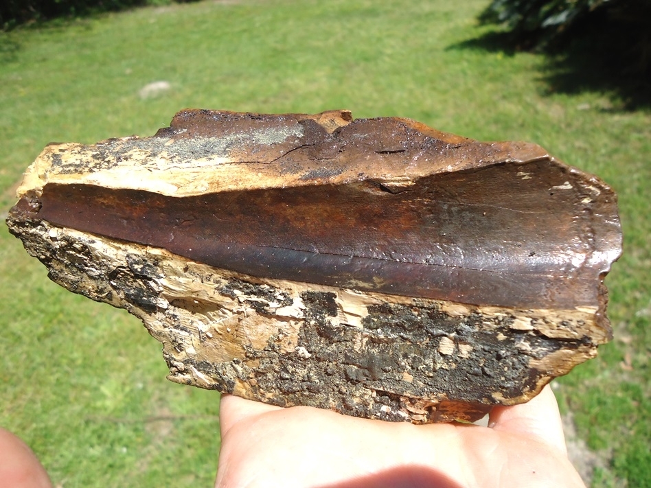 Large image 1 11.1oz Section of Mastodon Tusk