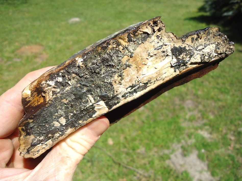 Large image 2 11.1oz Section of Mastodon Tusk