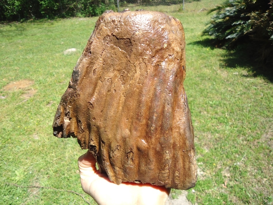 Large image 1 Gorgeous Partial Mammoth Tooth