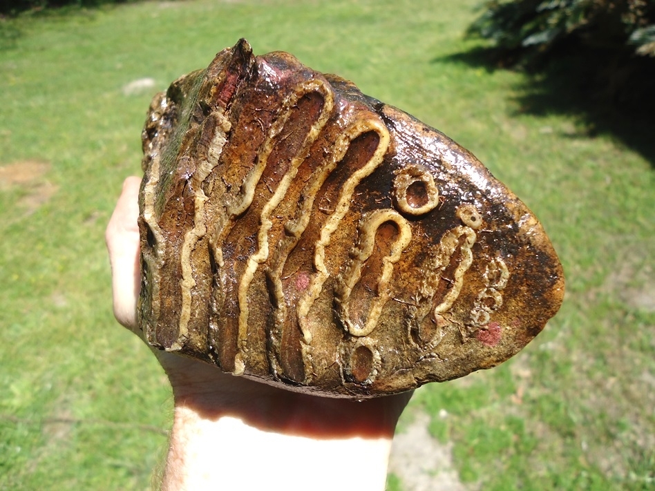 Large image 2 Gorgeous Partial Mammoth Tooth