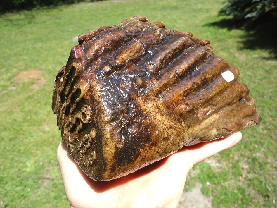 Large image 3 Gorgeous Partial Mammoth Tooth