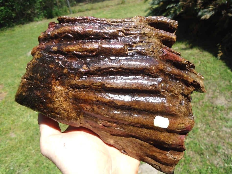 Large image 4 Gorgeous Partial Mammoth Tooth