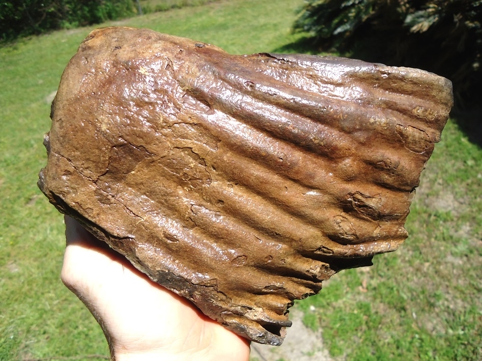 Large image 5 Gorgeous Partial Mammoth Tooth