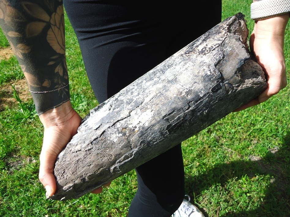 Large image 1 Massive 11lb Gomphothere Tusk