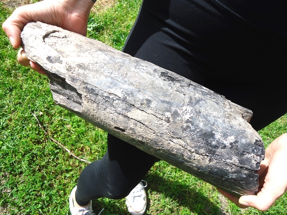 Large image 2 Massive 11lb Gomphothere Tusk