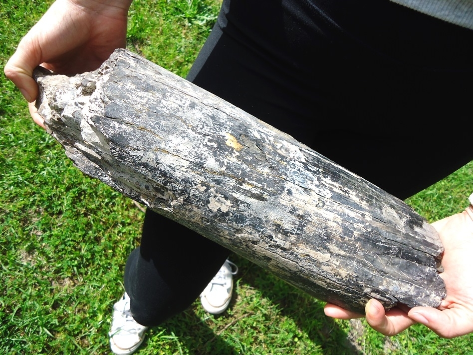 Large image 3 Massive 11lb Gomphothere Tusk
