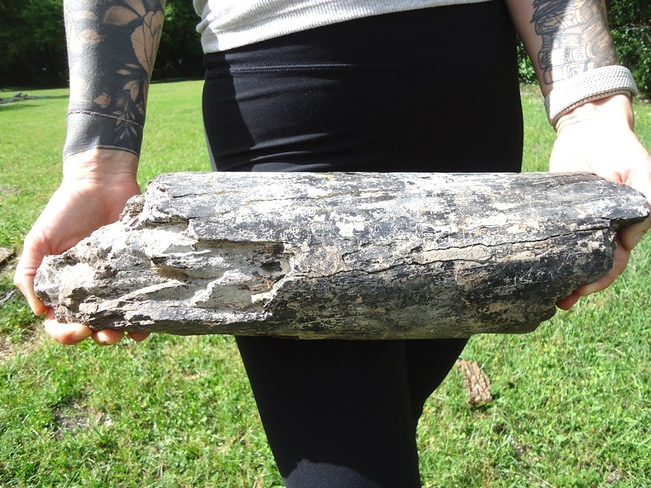 Large image 4 Massive 11lb Gomphothere Tusk