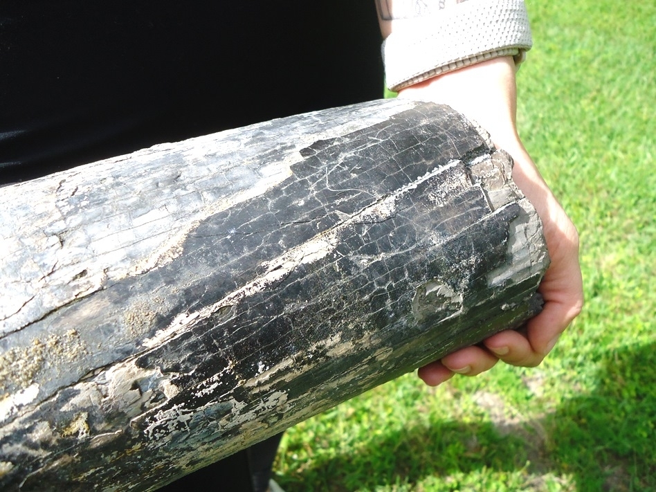 Large image 7 Massive 11lb Gomphothere Tusk