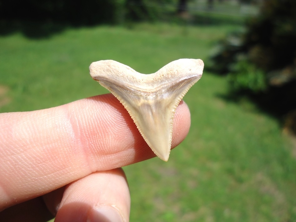 Large image 1 World Class Bone Valley Bull Shark Tooth