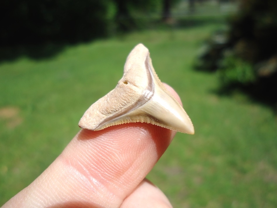 Large image 2 World Class Bone Valley Bull Shark Tooth