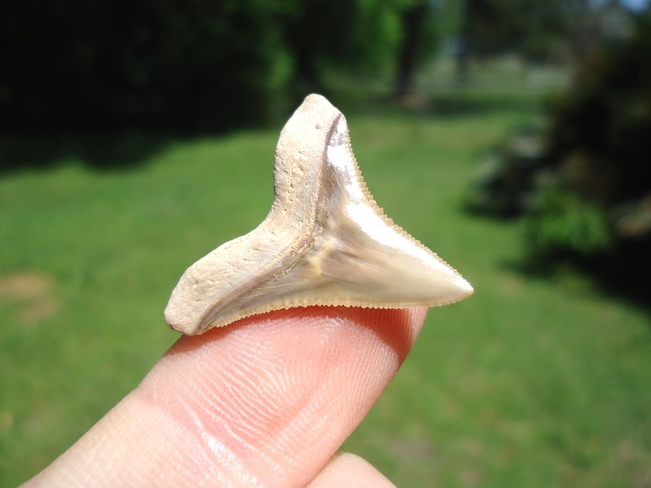 Large image 3 World Class Bone Valley Bull Shark Tooth