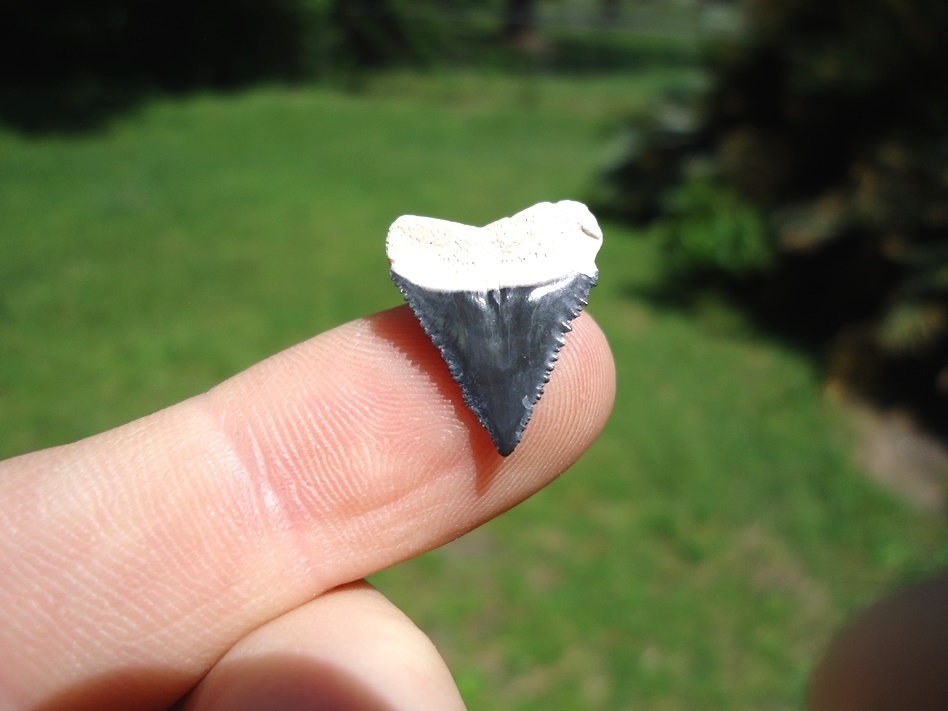 Large image 1 Uncommon Bone Valley Dusky Shark Tooth