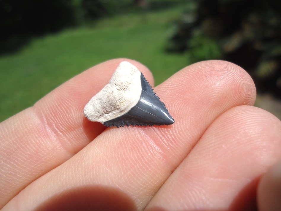 Large image 2 Uncommon Bone Valley Dusky Shark Tooth