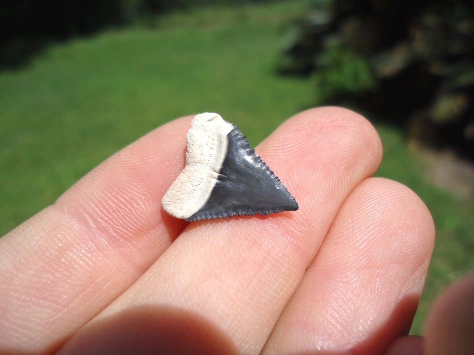 Large image 3 Uncommon Bone Valley Dusky Shark Tooth
