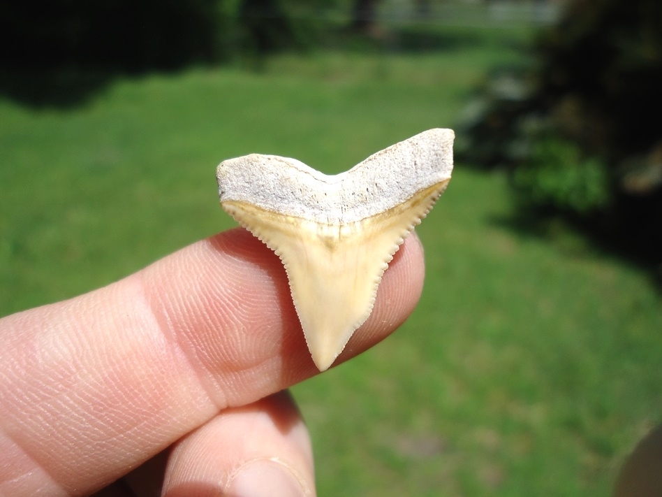 Large image 1 Top Quality Bone Valley Bull Shark Tooth