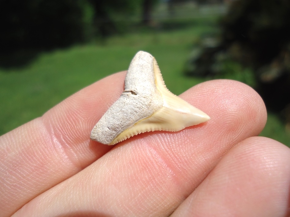 Large image 2 Top Quality Bone Valley Bull Shark Tooth