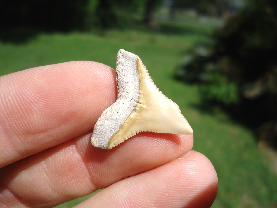 Large image 3 Top Quality Bone Valley Bull Shark Tooth