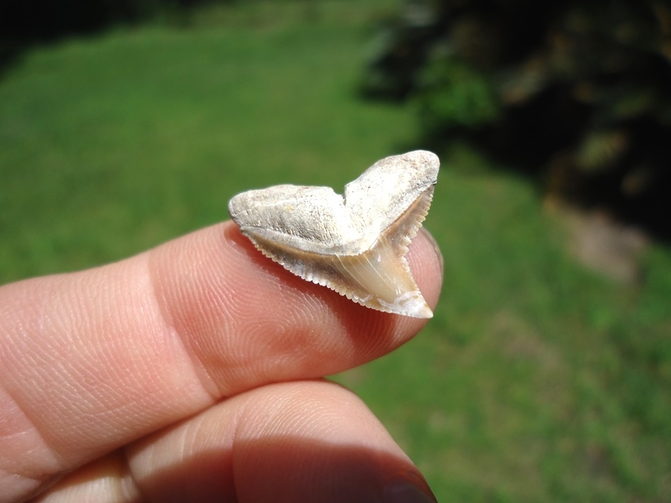 Large image 1 Lightning Strike Bone Valley Dusky Shark Tooth