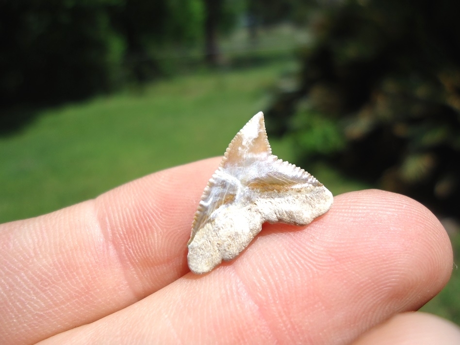 Large image 2 Lightning Strike Bone Valley Dusky Shark Tooth