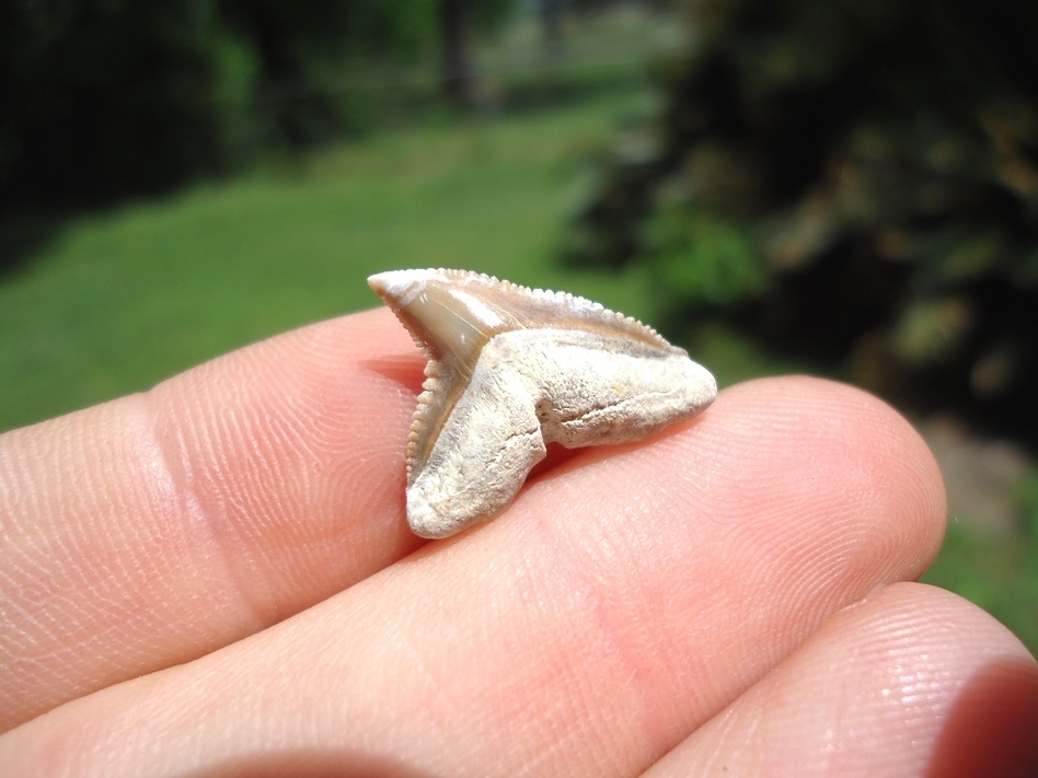 Large image 3 Lightning Strike Bone Valley Dusky Shark Tooth