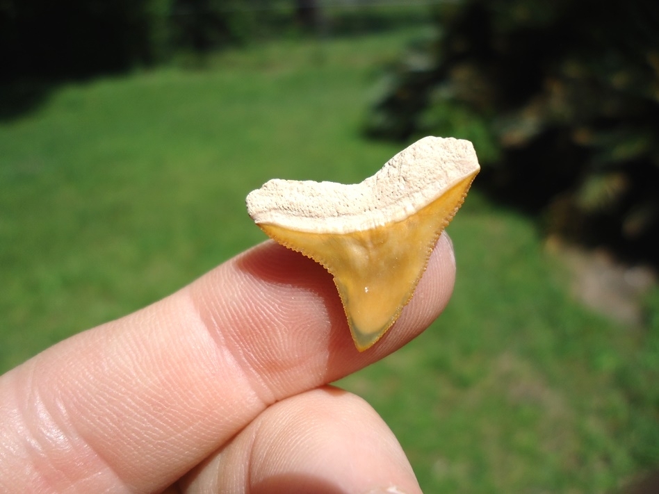 Large image 1 Beautiful Mustard Colored BV Bull Shark Tooth