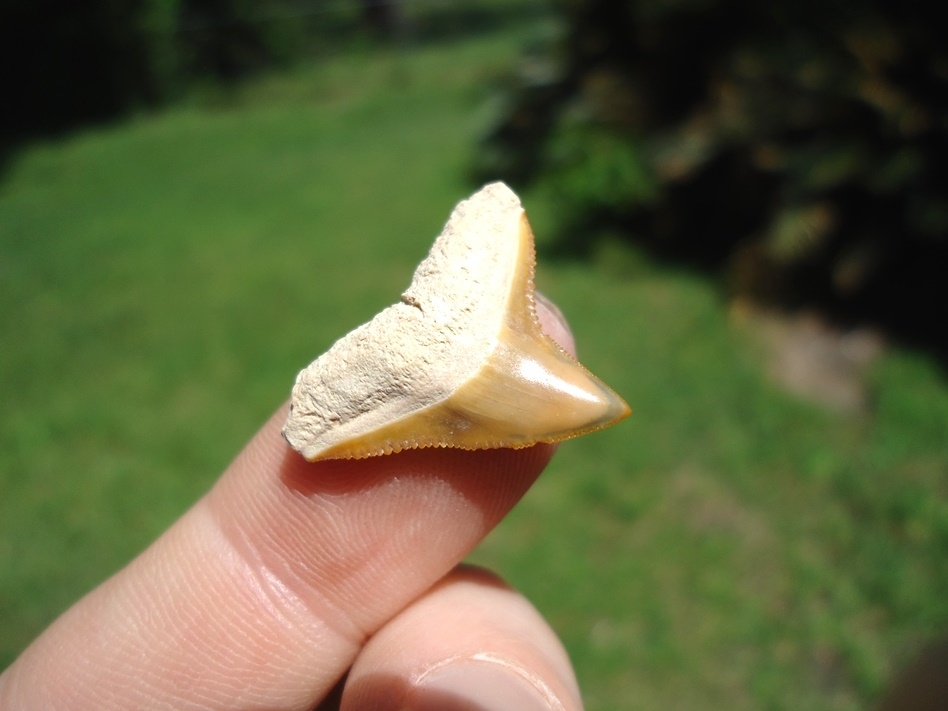 Large image 2 Beautiful Mustard Colored BV Bull Shark Tooth