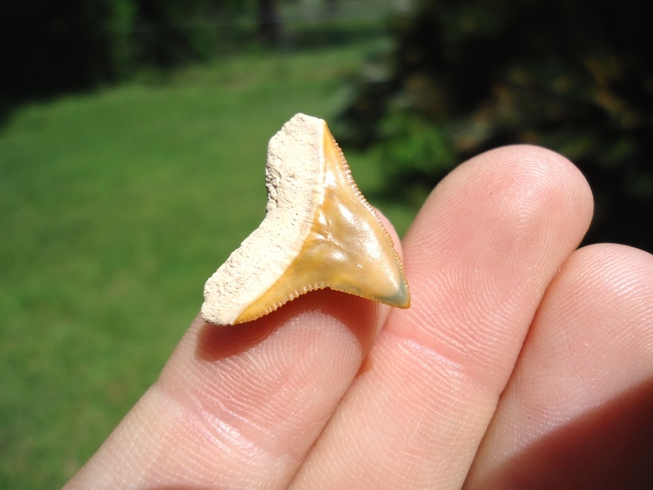 Large image 3 Beautiful Mustard Colored BV Bull Shark Tooth