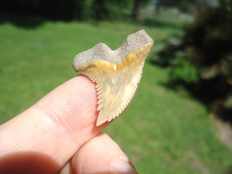 Large image 1 Colorful Bone Valley Hemipristis Shark Tooth