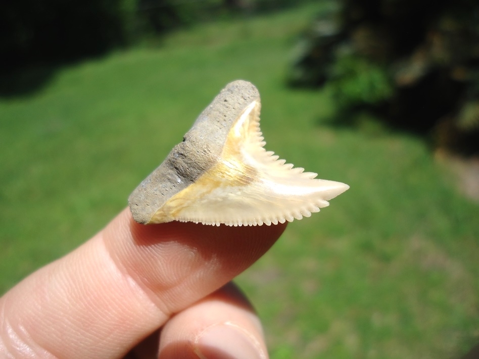 Large image 2 Colorful Bone Valley Hemipristis Shark Tooth