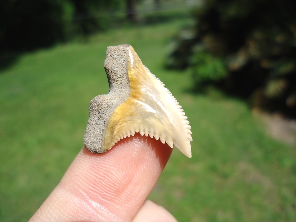 Large image 3 Colorful Bone Valley Hemipristis Shark Tooth