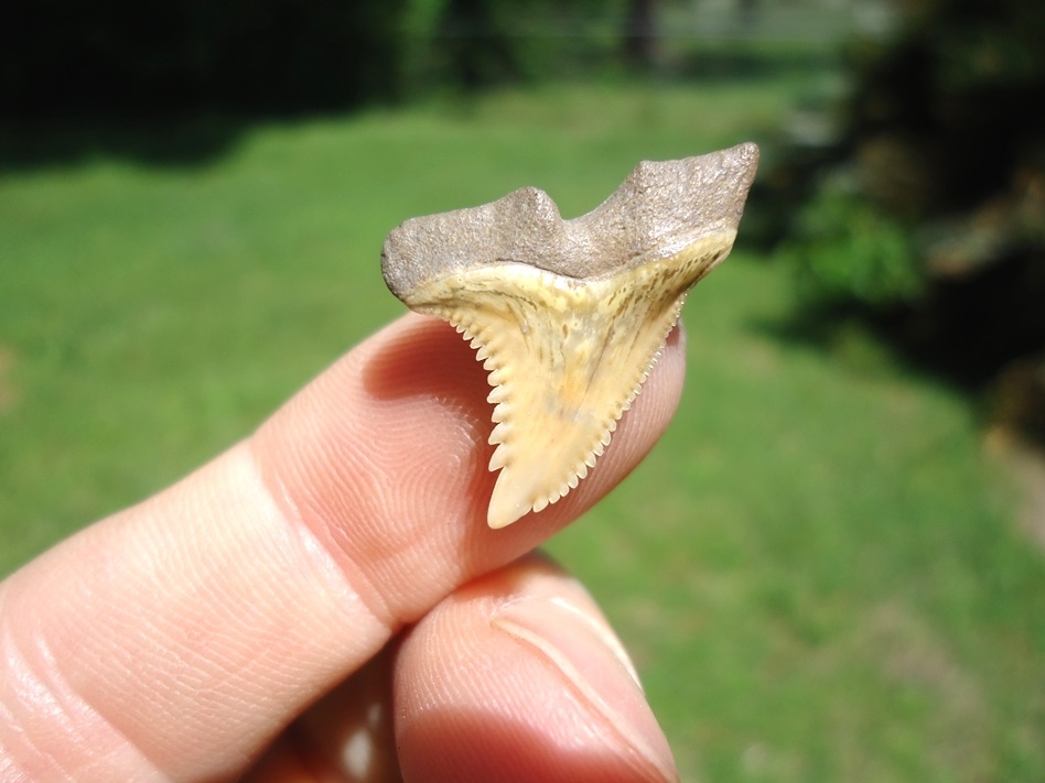 Large image 1 Colorful Bone Valley Hemipristis Shark Tooth