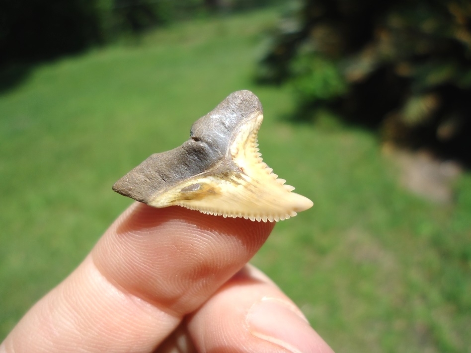 Large image 2 Colorful Bone Valley Hemipristis Shark Tooth