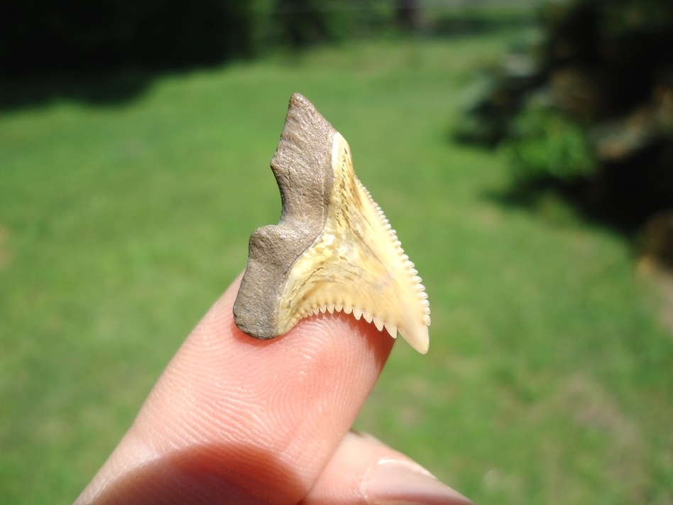 Large image 3 Colorful Bone Valley Hemipristis Shark Tooth