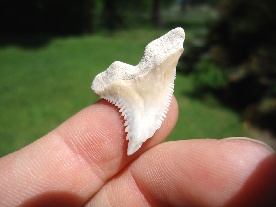 Large image 1 Stark White Hemipristis Shark Tooth