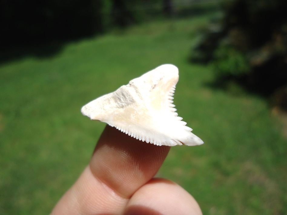 Large image 2 Stark White Hemipristis Shark Tooth