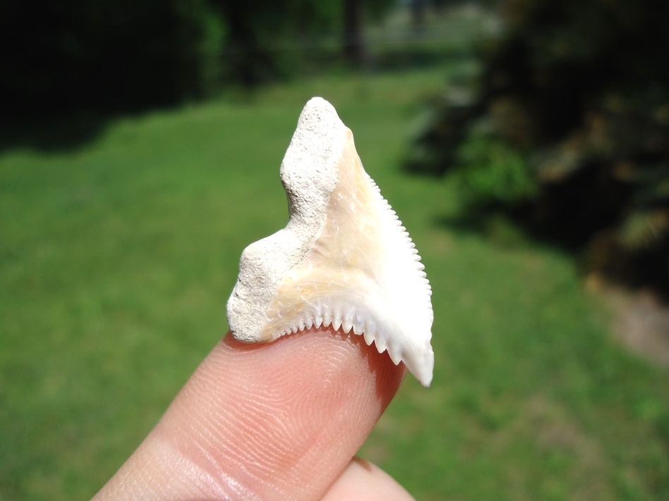 Large image 3 Stark White Hemipristis Shark Tooth