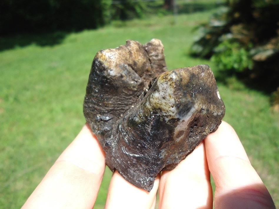 Large image 1 Bargain Partial Mastodon Tooth