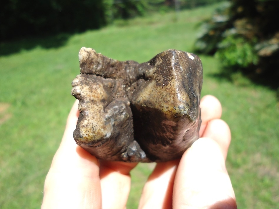 Large image 2 Bargain Partial Mastodon Tooth