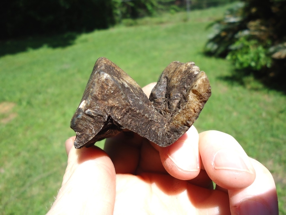Large image 3 Bargain Partial Mastodon Tooth