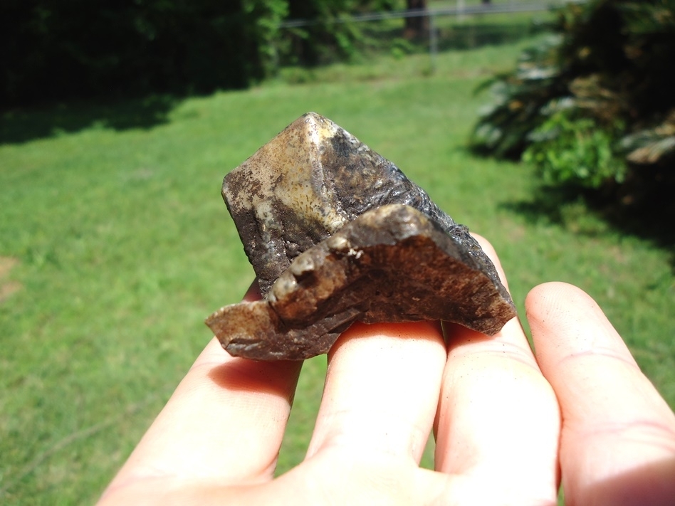 Large image 4 Bargain Partial Mastodon Tooth