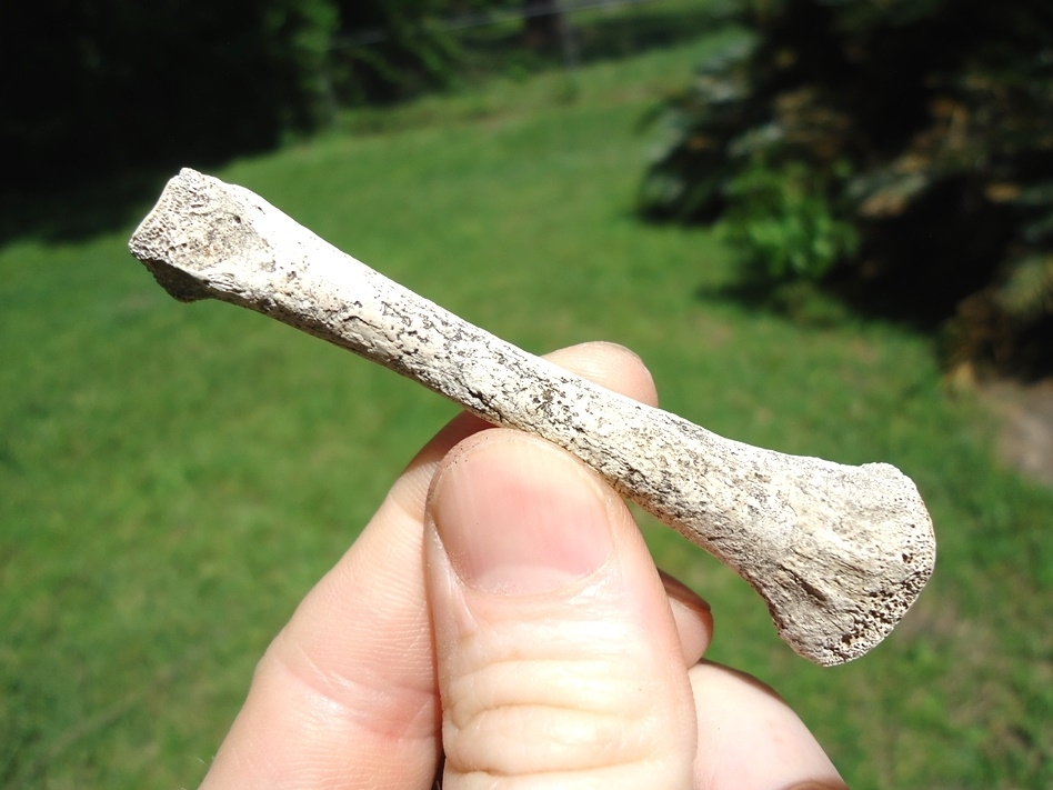 Large image 1 Highly Detailed Alligator Metapodial