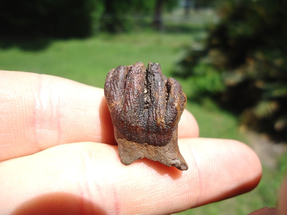 Large image 1 Very Rare Baby Mammoth Milk Tooth