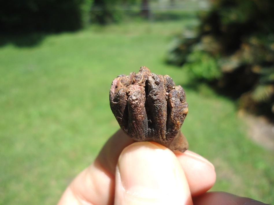 Large image 2 Very Rare Baby Mammoth Milk Tooth
