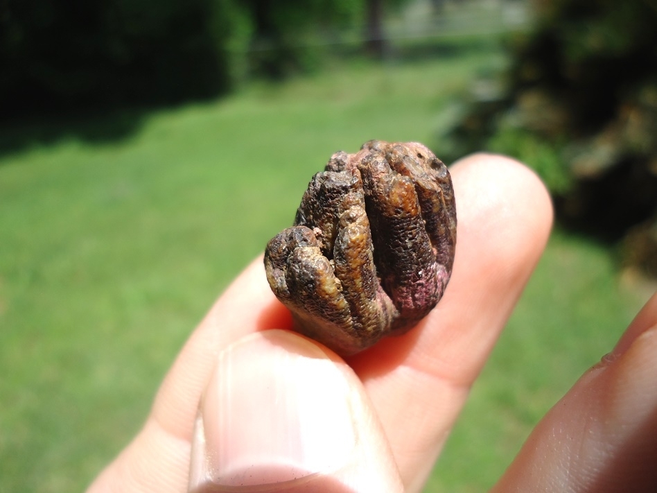 Large image 3 Very Rare Baby Mammoth Milk Tooth