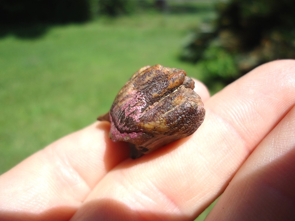 Large image 5 Very Rare Baby Mammoth Milk Tooth