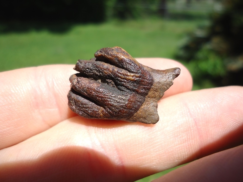Large image 6 Very Rare Baby Mammoth Milk Tooth