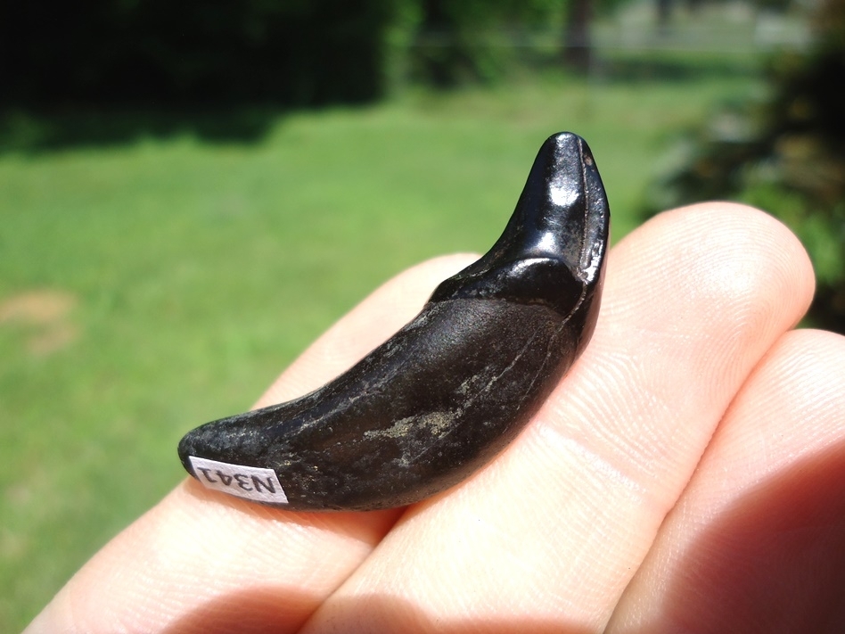 Large image 1 Stunning Jet Black Dire Wolf Incisor