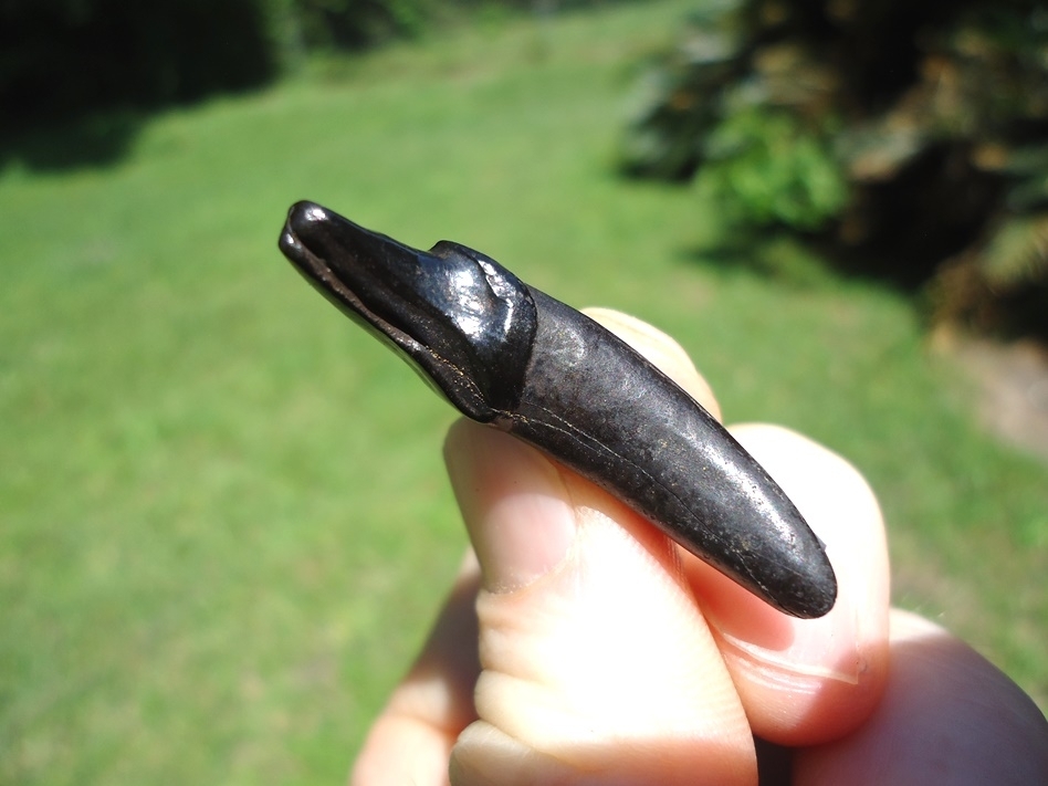 Large image 2 Stunning Jet Black Dire Wolf Incisor